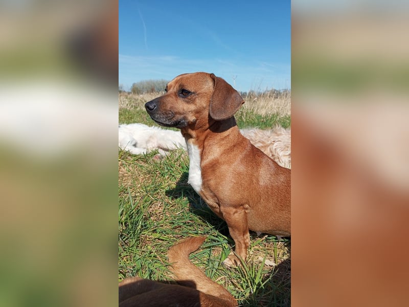 Helen, eine wunderschöne liebe Dackelmischlingshündin