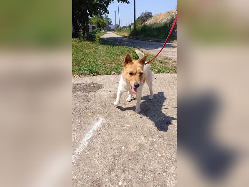 Die liebe Greti sucht ein Zuhause !