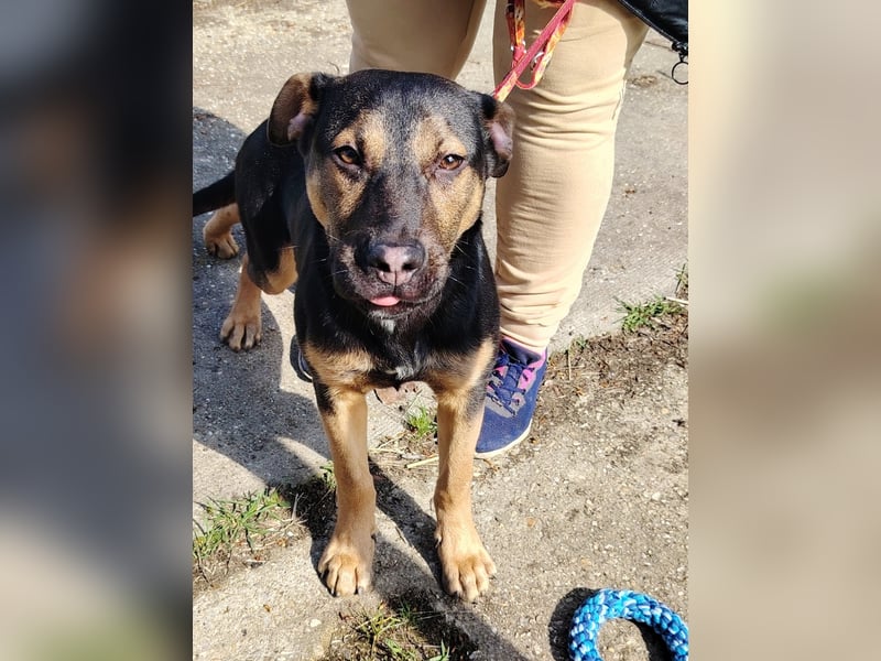 Wer verliebt sich in die pfiffige Lola ?