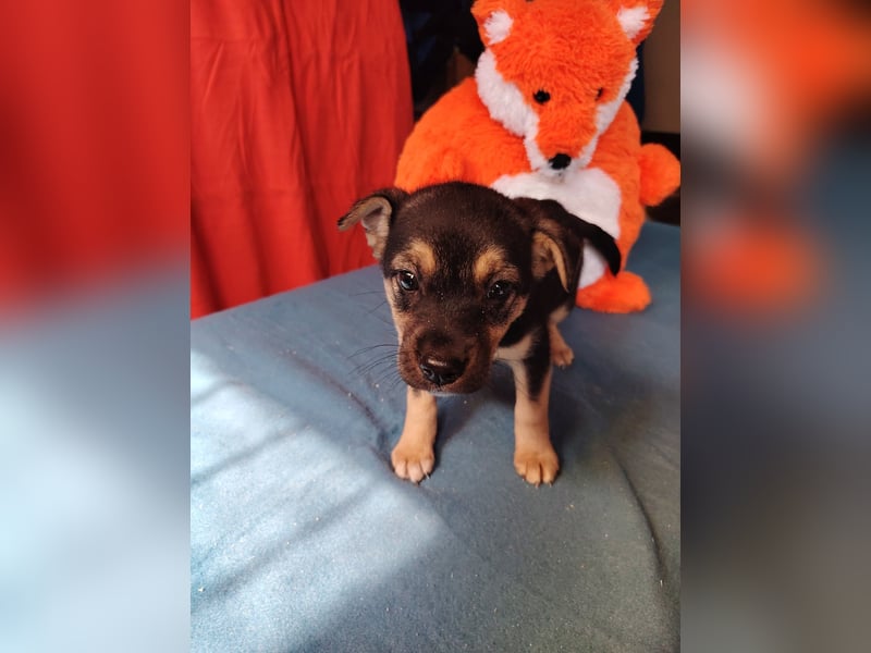 Dorothy ist lieb, sanftmutig und verspielt !