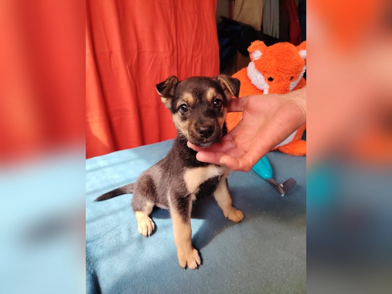Dorothy ist lieb, sanftmutig und verspielt !