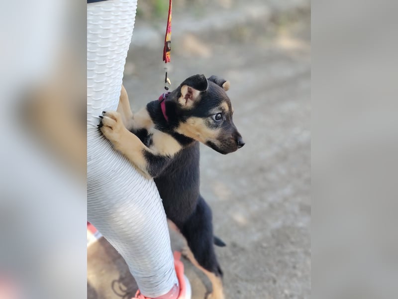 Dorothy ist lieb, sanftmutig und verspielt !