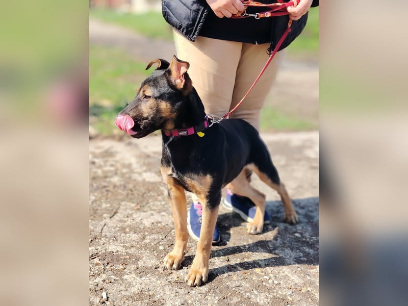 Wer verliebt sich in die pfiffige Lola ?