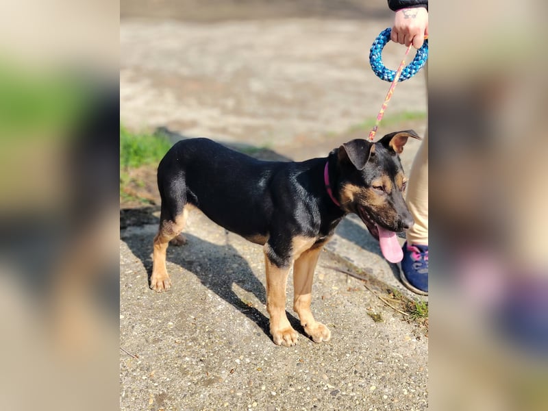 Wer verliebt sich in die pfiffige Lola ?