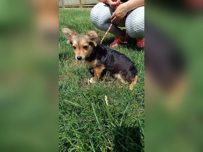 Die liebe Pötyi sucht ein ruhiges Zuhause !
