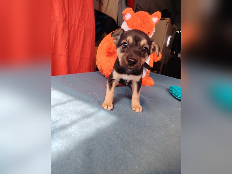 Dorothy ist lieb, sanftmutig und verspielt !