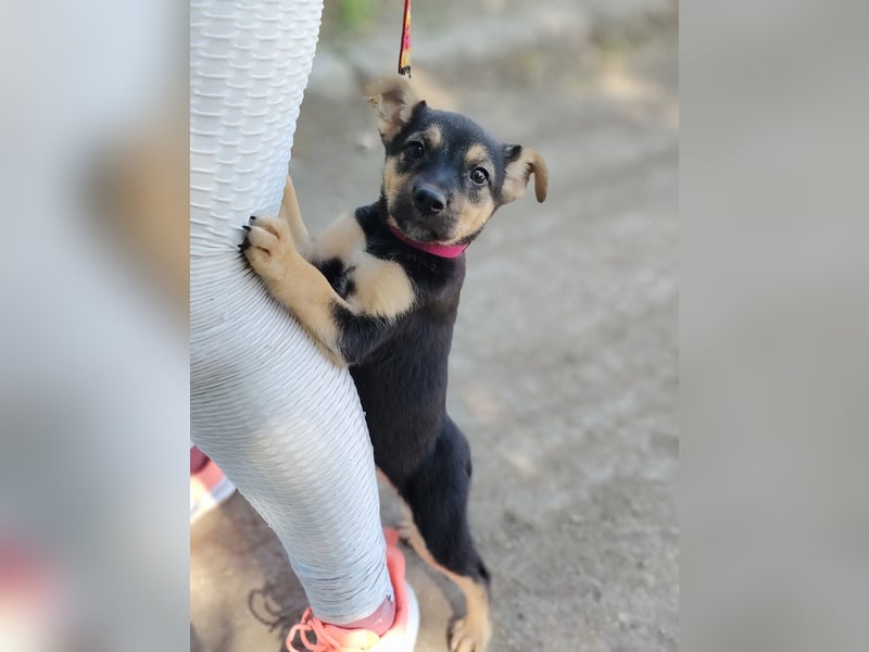 Dorothy ist lieb, sanftmutig und verspielt !