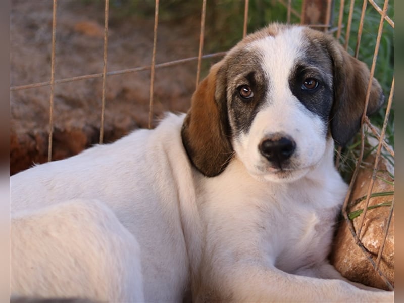 Kelsy, geb. ca. 07/2022, lebt in GRIECHENLAND, auf einem Gelände, auf dem die Hunde notdürftig verso