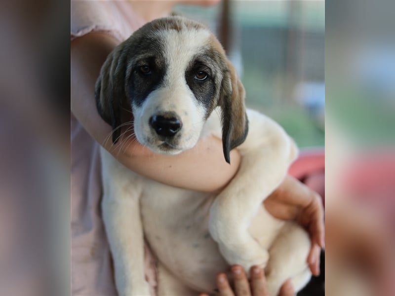 Kelsy, geb. ca. 07/2022, lebt in GRIECHENLAND, auf einem Gelände, auf dem die Hunde notdürftig verso
