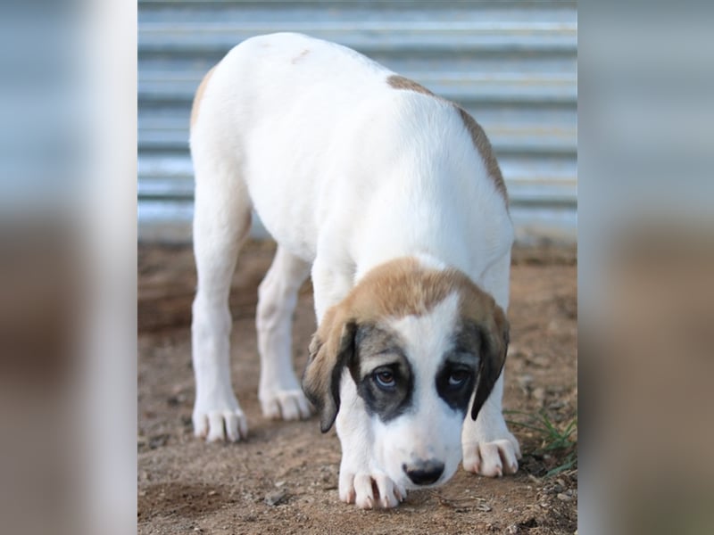Kelsy, geb. ca. 07/2022, lebt in GRIECHENLAND, auf einem Gelände, auf dem die Hunde notdürftig verso