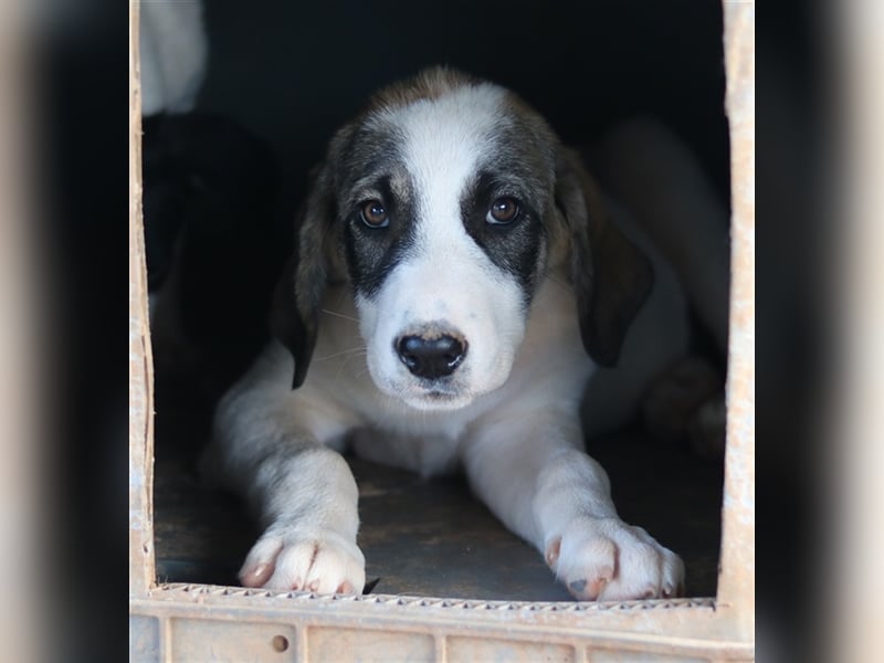 Kelsy, geb. ca. 07/2022, lebt in GRIECHENLAND, auf einem Gelände, auf dem die Hunde notdürftig verso