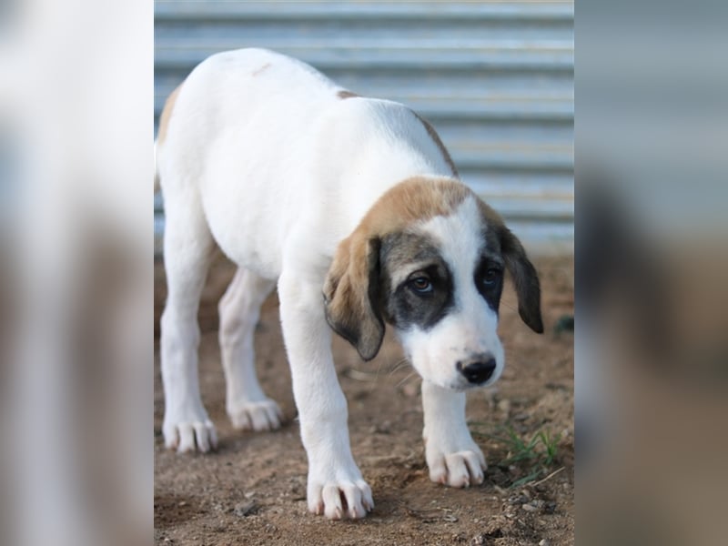 Kelsy, geb. ca. 07/2022, lebt in GRIECHENLAND, auf einem Gelände, auf dem die Hunde notdürftig verso