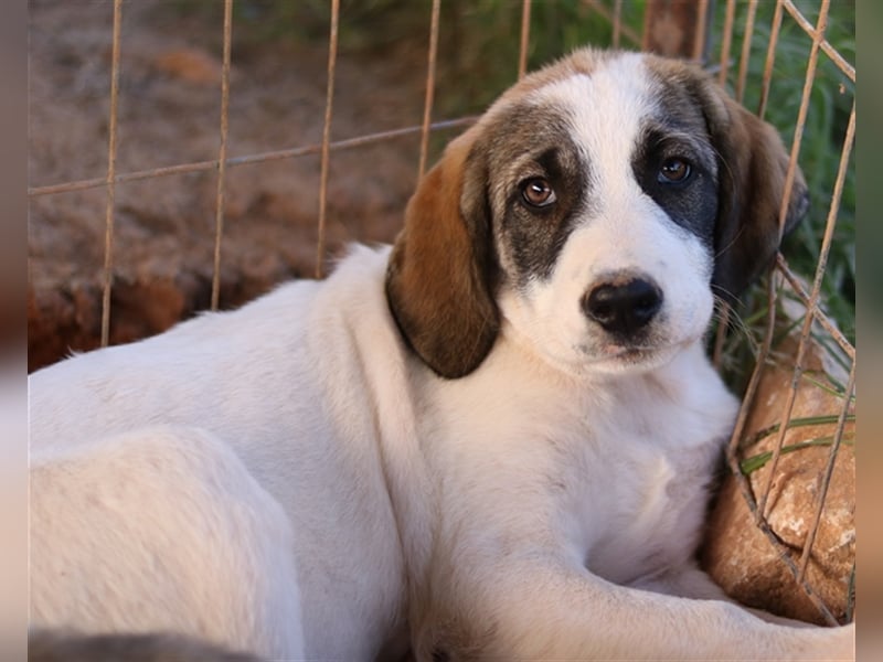 Kelsy, geb. ca. 07/2022, lebt in GRIECHENLAND, auf einem Gelände, auf dem die Hunde notdürftig verso