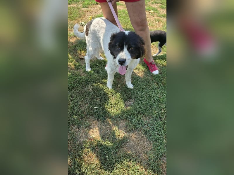 MILLA - Eine Überlebenskämpferin sucht ihr Zuhause Zuhause oder Pflegestelle zum 06.09.2025 gesucht!