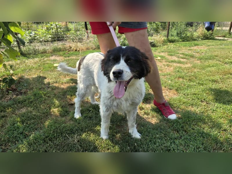 MILLA - Eine Überlebenskämpferin sucht ihr Zuhause Zuhause oder Pflegestelle zum 06.09.2025 gesucht!