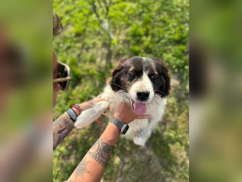 MILLA - Eine Überlebenskämpferin sucht ihr Zuhause Zuhause oder Pflegestelle zum 06.09.2025 gesucht!