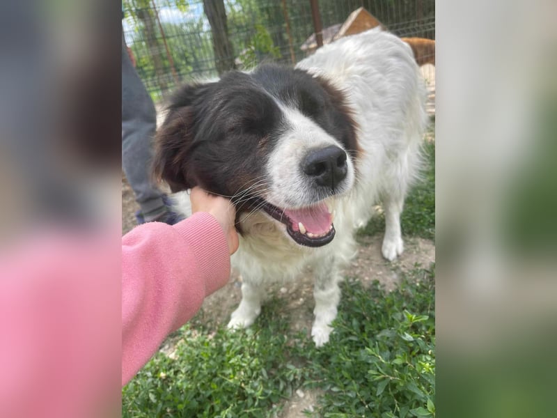 MILLA - Eine Überlebenskämpferin sucht ihr Zuhause Zuhause oder Pflegestelle zum 06.09.2025 gesucht!