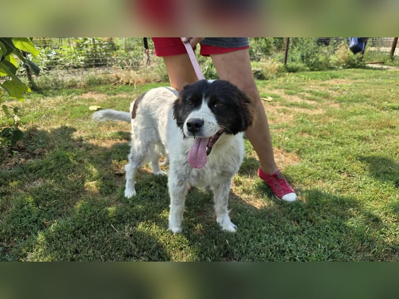 MILLA - Eine Überlebenskämpferin sucht ihr Zuhause Zuhause oder Pflegestelle zum 06.09.2025 gesucht!