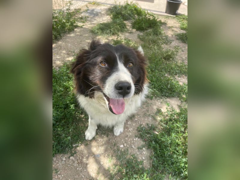 MILLA - Eine Überlebenskämpferin sucht ihr Zuhause Zuhause oder Pflegestelle zum 06.09.2025 gesucht!