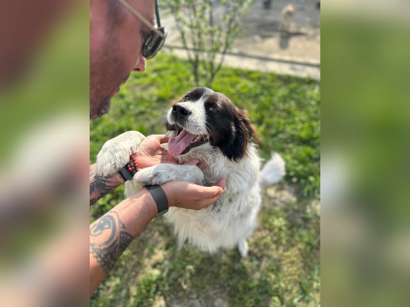 MILLA - Eine Überlebenskämpferin sucht ihr Zuhause Zuhause oder Pflegestelle zum 06.09.2025 gesucht!
