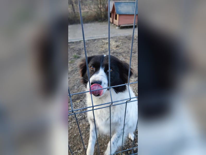 MILLA - Eine Überlebenskämpferin sucht ihr Zuhause Zuhause oder Pflegestelle zum 06.09.2025 gesucht!