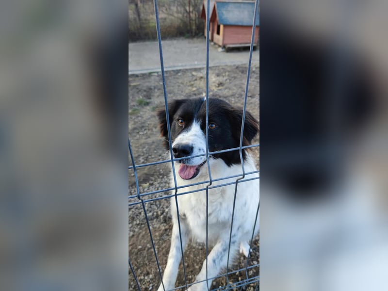 MILLA - Eine Überlebenskämpferin sucht ihr Zuhause Zuhause oder Pflegestelle zum 06.09.2025 gesucht!