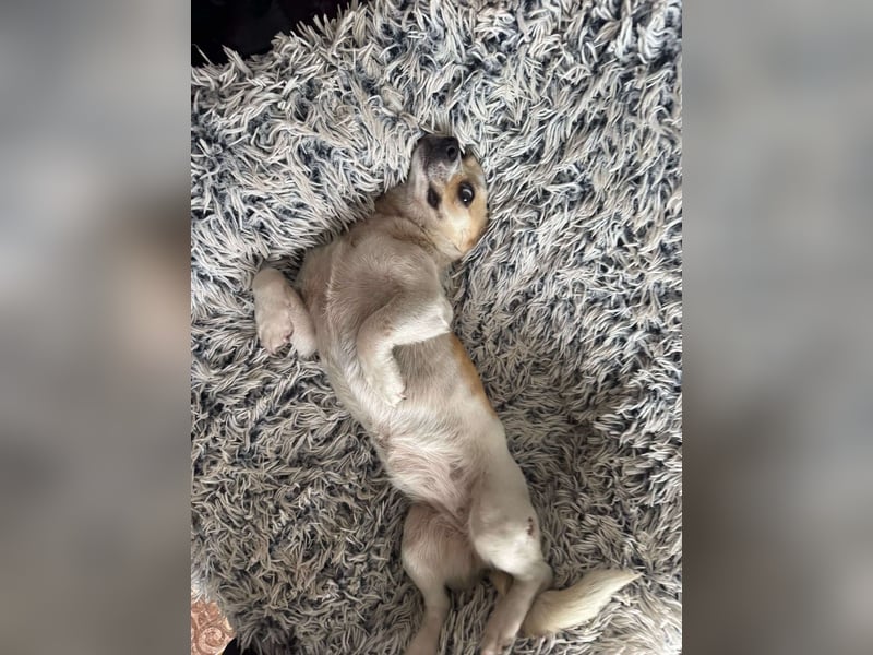 Kleine Terry sucht liebevolles Zuhause