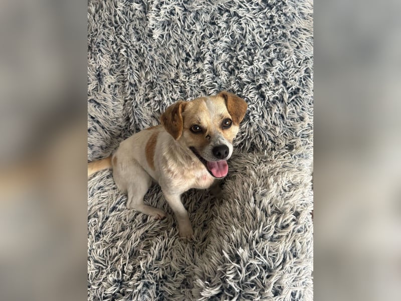 Kleine Terry sucht liebevolles Zuhause
