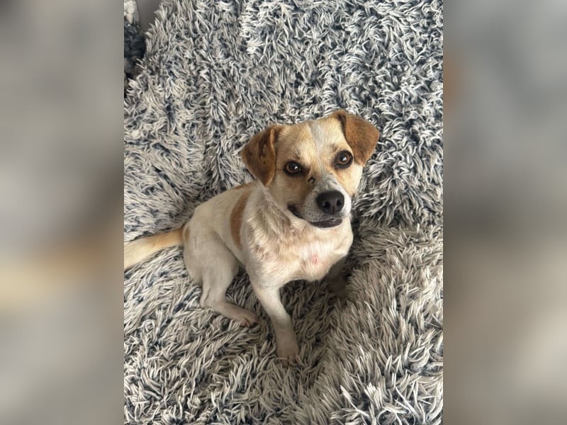 Kleine Terry sucht liebevolles Zuhause