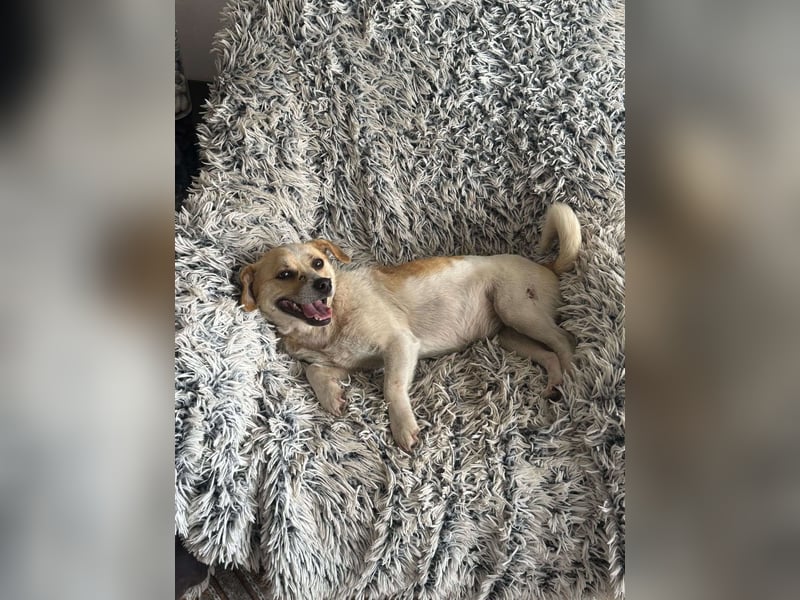 Kleine Terry sucht liebevolles Zuhause