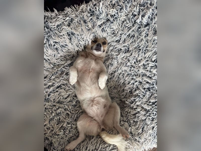 Kleine Terry sucht liebevolles Zuhause