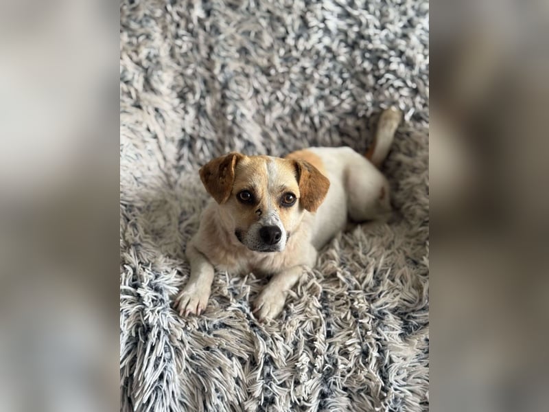 Kleine Terry sucht liebevolles Zuhause