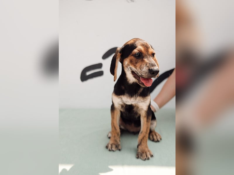 Jagdhund Mix Celine