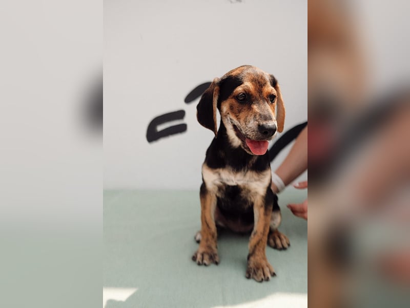 Jagdhund Mix Celine