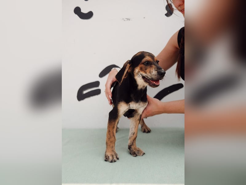 Jagdhund Mix Celine