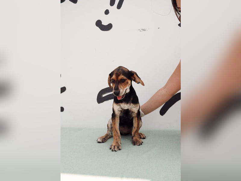 Jagdhund Mix Celine