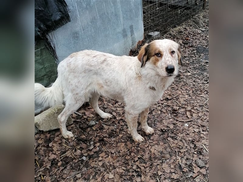 LUCY wünscht sich ein liebes Zuhause