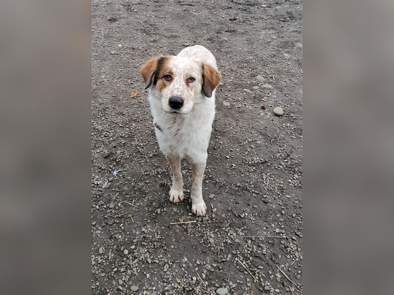 LUCY wünscht sich ein liebes Zuhause
