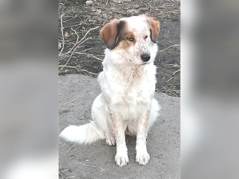 LUCY wünscht sich ein liebes Zuhause