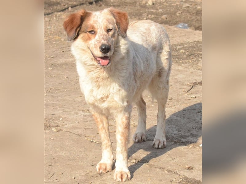 LUCY wünscht sich ein liebes Zuhause