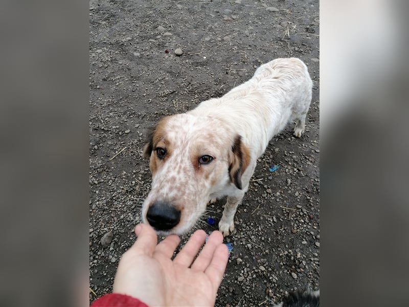 LUCY wünscht sich ein liebes Zuhause