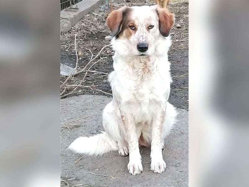 LUCY wünscht sich ein liebes Zuhause
