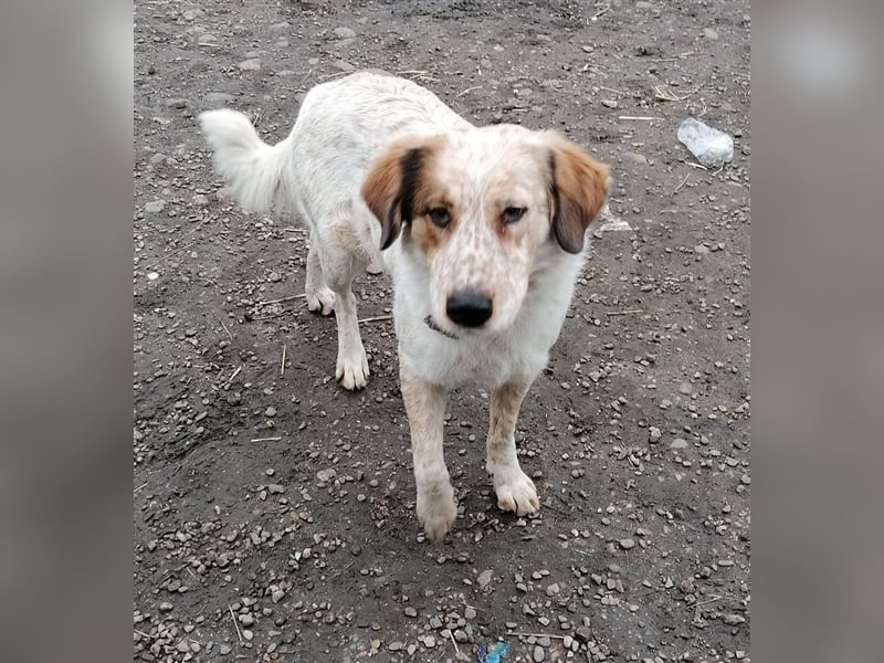 LUCY wünscht sich ein liebes Zuhause