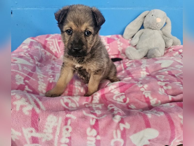 ARUBA ❤️ liebevolles Mädchen, Pflegefamilie Erkelenz