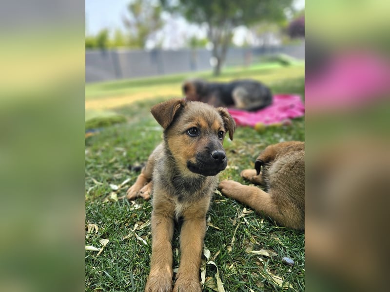 ARUBA ❤️ liebevolles Mädchen, Pflegefamilie Erkelenz