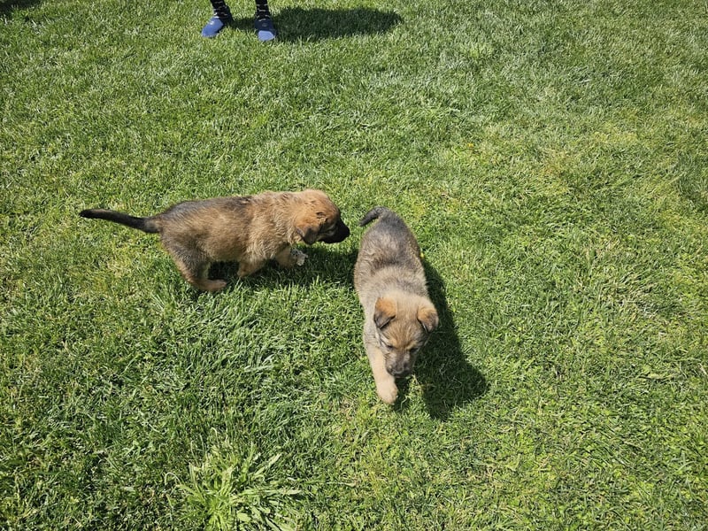 ARUBA ❤️ liebevolles Mädchen, Pflegefamilie Erkelenz