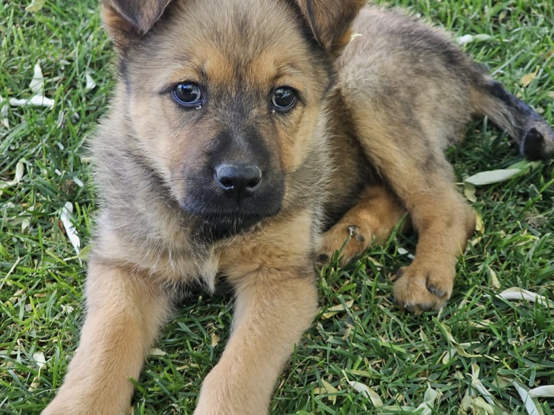 ARUBA ❤️ liebevolles Mädchen, Pflegefamilie Erkelenz