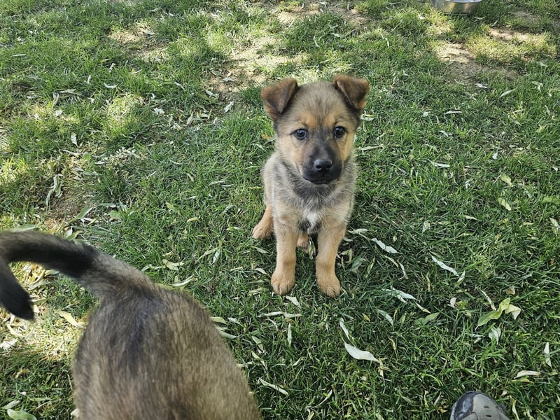 ARUBA ❤️ liebevolles Mädchen, Pflegefamilie Erkelenz