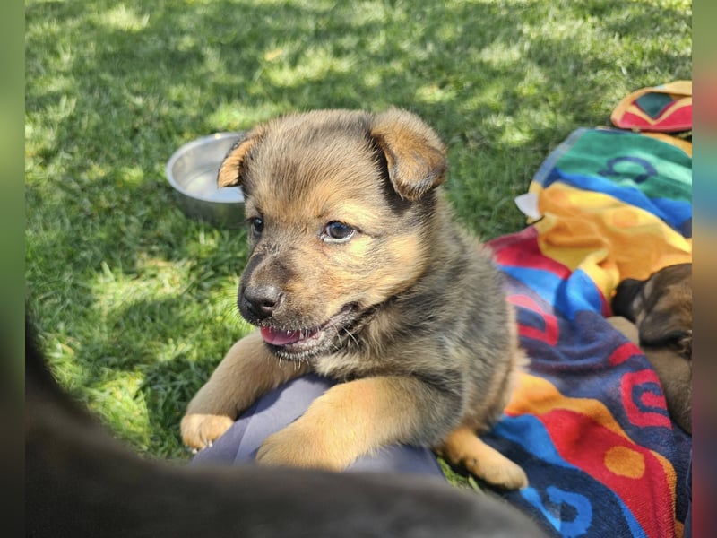 ARUBA ❤️ liebevolles Mädchen, Pflegefamilie Erkelenz