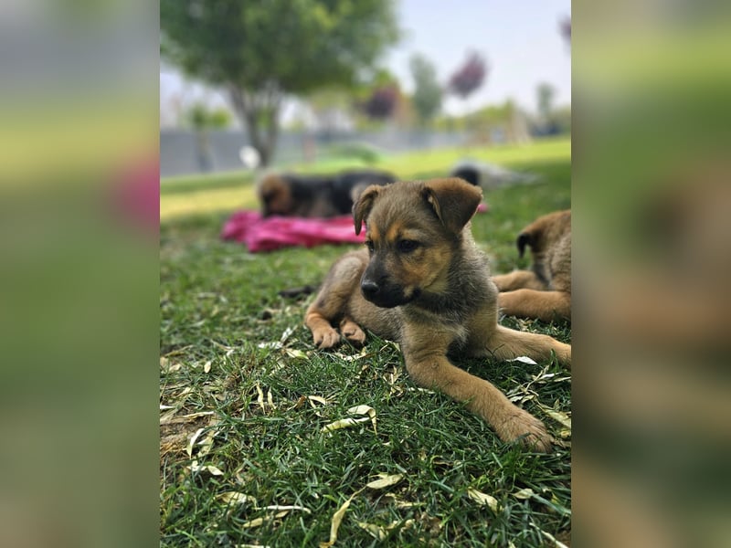 ARUBA ❤️ liebevolles Mädchen, Pflegefamilie Erkelenz